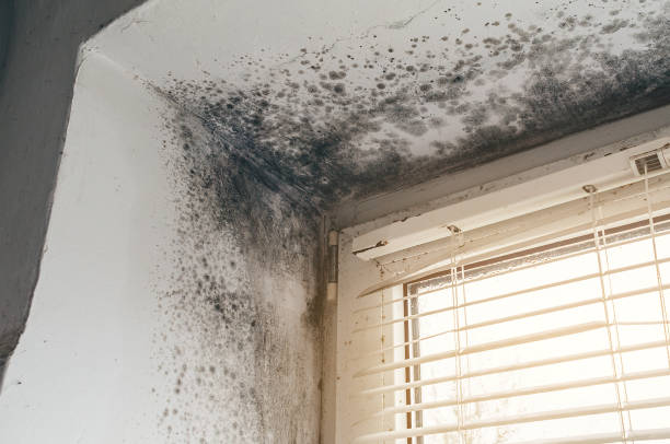 Affordable Mold Remediation solutions in Renovo, PA